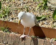 Eastbourne 3